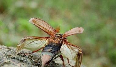 „Fly, Maybug, Fly“