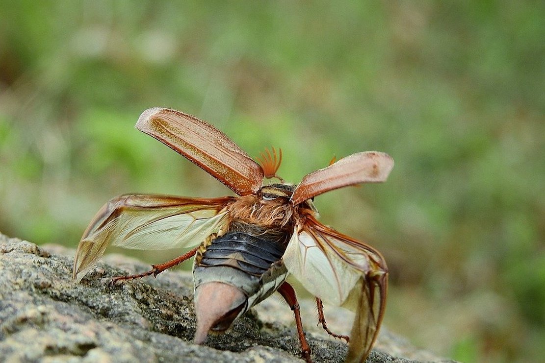 maybug-4196186_960_720